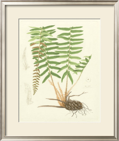 Eaton Ferns Iv by Daniel C. Eaton Pricing Limited Edition Print image