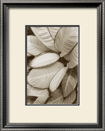 Garden Textures Ii by Laura Denardo Pricing Limited Edition Print image