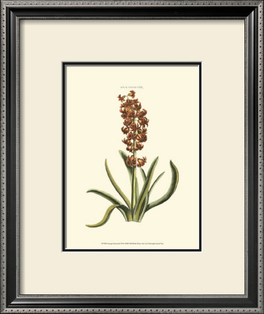 Antique Hyacinth Vii by Christoph Jacob Trew Pricing Limited Edition Print image