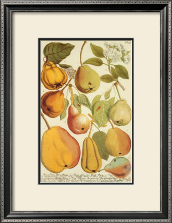 Pears by Johann Wilhelm Weinmann Pricing Limited Edition Print image