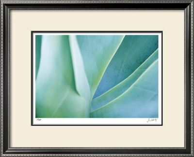 Agave I by Joy Doherty Pricing Limited Edition Print image