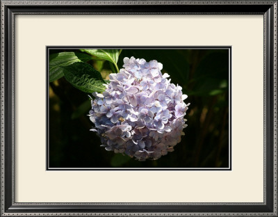 Japanese Summer Hydrangea by Ryuji Adachi Pricing Limited Edition Print image