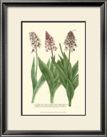 Lilac Blooms Ii by Johann Wilhelm Weinmann Pricing Limited Edition Print image