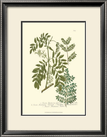 Leaves I by Johann Wilhelm Weinmann Pricing Limited Edition Print image