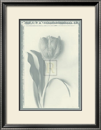 Tulip Impression I by Bill Philip Pricing Limited Edition Print image