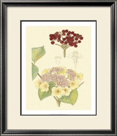 Berries And Blossoms V by Samuel Curtis Pricing Limited Edition Print image