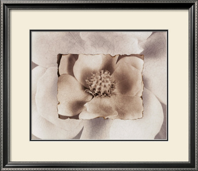 Magnolia by Dick & Diane Stefanich Pricing Limited Edition Print image