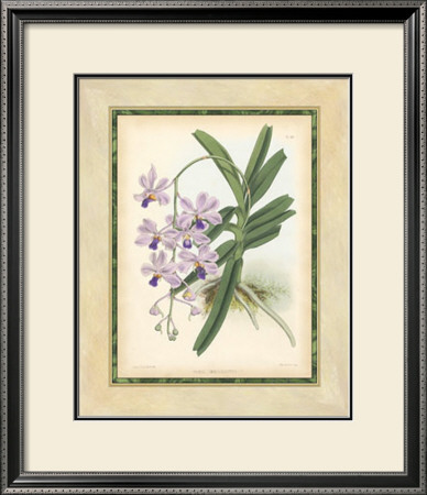 Fitch Orchid V by J. Nugent Fitch Pricing Limited Edition Print image
