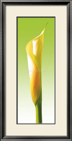 Green Callas Trilogy Iii by Inka Vogel Pricing Limited Edition Print image