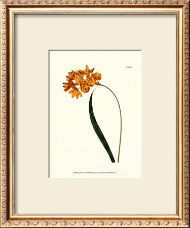 Fiery Florals Iv by Samuel Curtis Pricing Limited Edition Print image