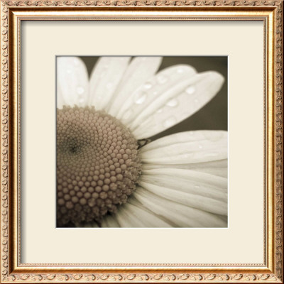 Daisy Morning by Jean-Francois Dupuis Pricing Limited Edition Print image