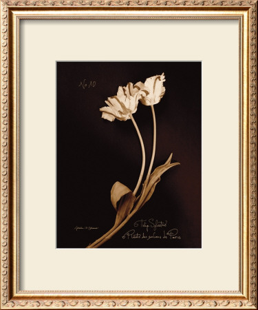 Tulip Sylvestrie No. 10 by Natasha D'schommer Pricing Limited Edition Print image