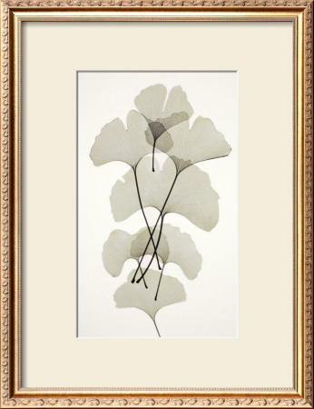 Ginko by Albert Koetsier Pricing Limited Edition Print image