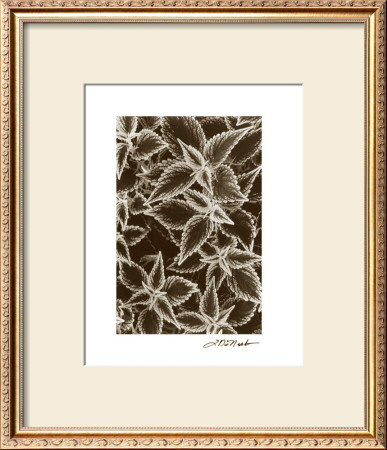 Garden Textures Iii by Laura Denardo Pricing Limited Edition Print image