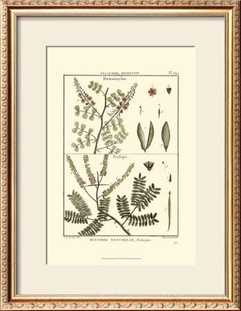 Fern Classification Ii by Denis Diderot Pricing Limited Edition Print image