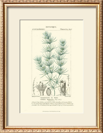 Turpin Botany I by Turpin Pricing Limited Edition Print image