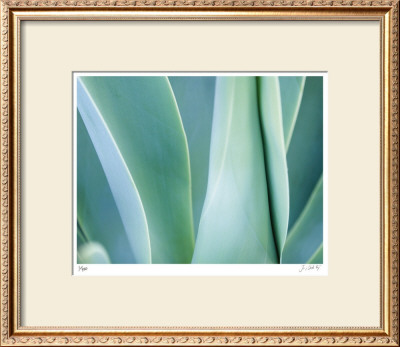 Agave Iii by Joy Doherty Pricing Limited Edition Print image