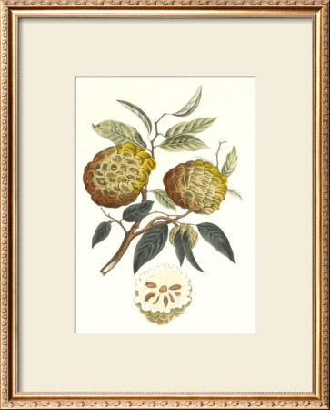 Indonesian Fruits I by Berthe Hoola Van Nooten Pricing Limited Edition Print image