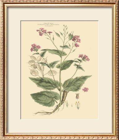 Blushing Pink Florals Vii by John Miller (Johann Sebastien Mueller) Pricing Limited Edition Print image