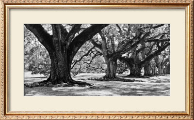 Majestic Oaks I by Jeff Maihara Pricing Limited Edition Print image