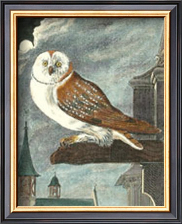 Leffraie Owl by Georges-Louis Buffon Pricing Limited Edition Print image