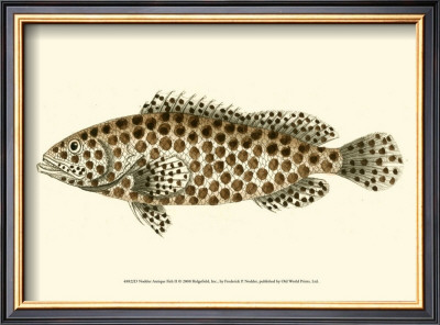 Nodder Antique Fish Ii by Frederick P. Nodder Pricing Limited Edition Print image
