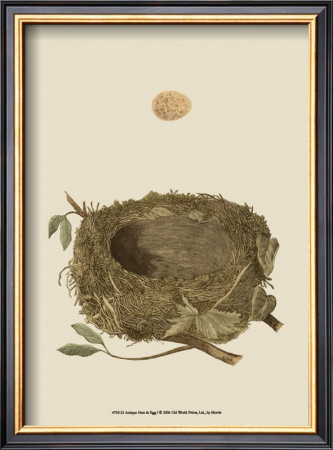 Antique Nest And Egg I by Reverend Francis O. Morris Pricing Limited Edition Print image