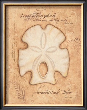 Arrowhead Sand Dollar by Stephanie Marrott Pricing Limited Edition Print image