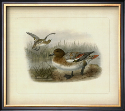 Redcrested Pochard by J. G. Keuleman Pricing Limited Edition Print image