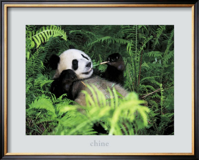 Giant Panda, Szechwan Province, China by Fernandez Pricing Limited Edition Print image