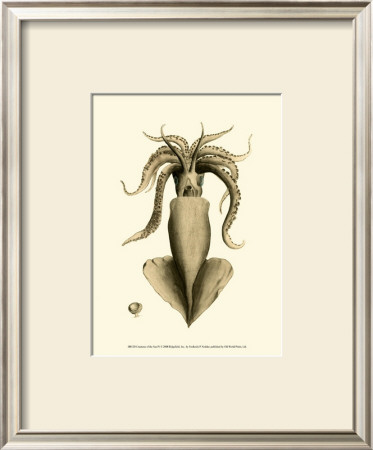 Creatures Of The Sea Iv by Frederick P. Nodder Pricing Limited Edition Print image