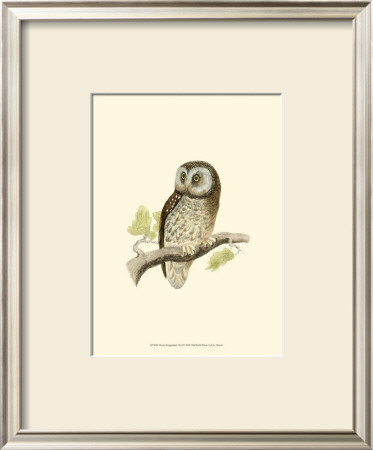 Tengmalm's Owl by Reverend Francis O. Morris Pricing Limited Edition Print image