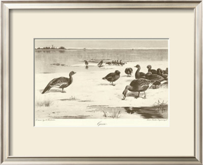 Geese by Archibald Thorburn Pricing Limited Edition Print image