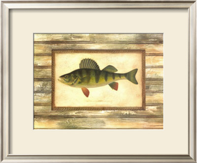 Yellow Perch by Zachary Alexander Pricing Limited Edition Print image