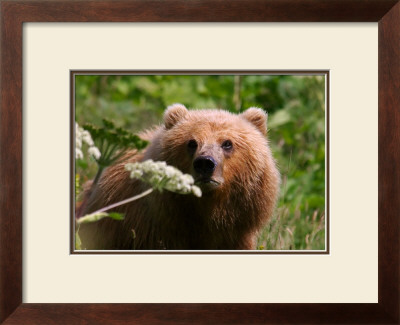 Alaska Spring Kodiak Bear by Charles Glover Pricing Limited Edition Print image