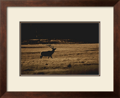 Elk Magesty by Jim Tunell Pricing Limited Edition Print image