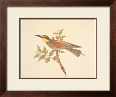 Bee Eater by Frances Le Marchant Pricing Limited Edition Print image