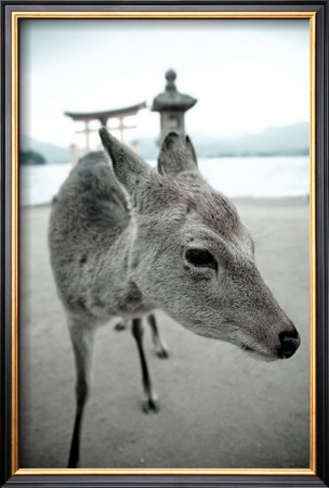 The Deer Of Itsukushima by Takashi Kirita Pricing Limited Edition Print image