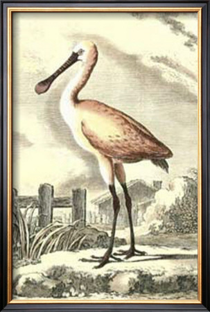 Antique Spoonbill by J.E. Deseve Pricing Limited Edition Print image