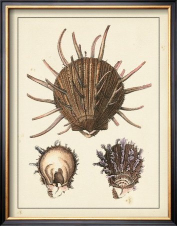 Antique Shells I by Denis Diderot Pricing Limited Edition Print image