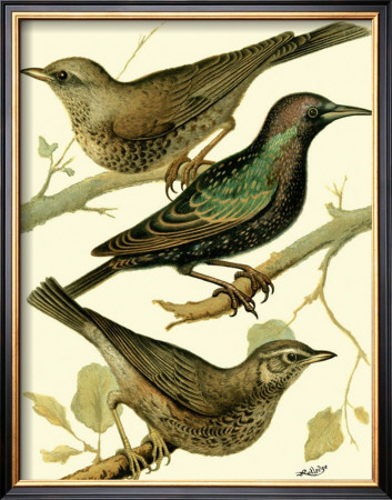 Domestic Bird Family Iv by W. Rutledge Pricing Limited Edition Print image