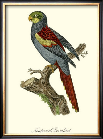Nonpareil Parrakeet by George Edwards Pricing Limited Edition Print image
