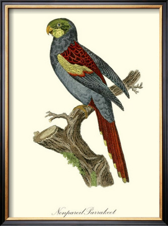 Nonpareil Parrakeet by George Edwards Pricing Limited Edition Print image