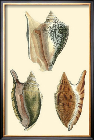 Classic Shells Ii by Denis Diderot Pricing Limited Edition Print image