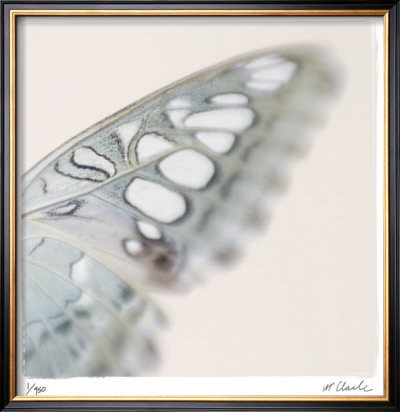 Butterfly Study 8 by Claude Peschel Dutombe Pricing Limited Edition Print image