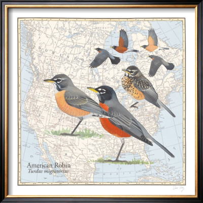 American Robin by David Sibley Pricing Limited Edition Print image