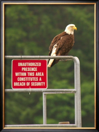 America Under Eagle Watch by Charles Glover Pricing Limited Edition Print image