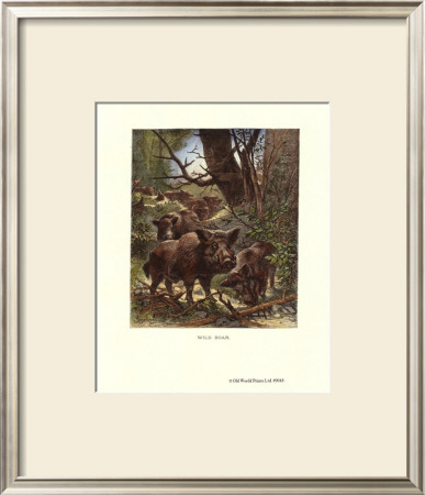 Wild Boar by Friedrich Specht Pricing Limited Edition Print image