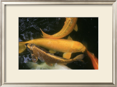 Golden Japanese Koi Fish by Ryuji Adachi Pricing Limited Edition Print image
