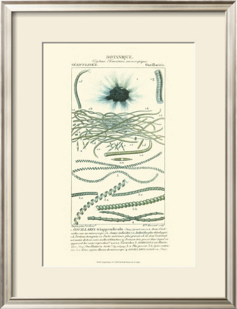 Turpin Botany Iv by Turpin Pricing Limited Edition Print image